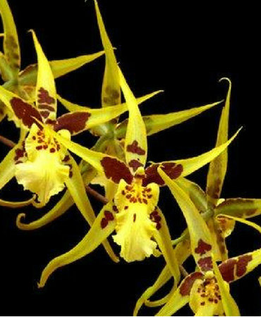 ルブラオーレア マクラタ Brassia orchids at Eikenhoff Nursery in Stanford, South Africa